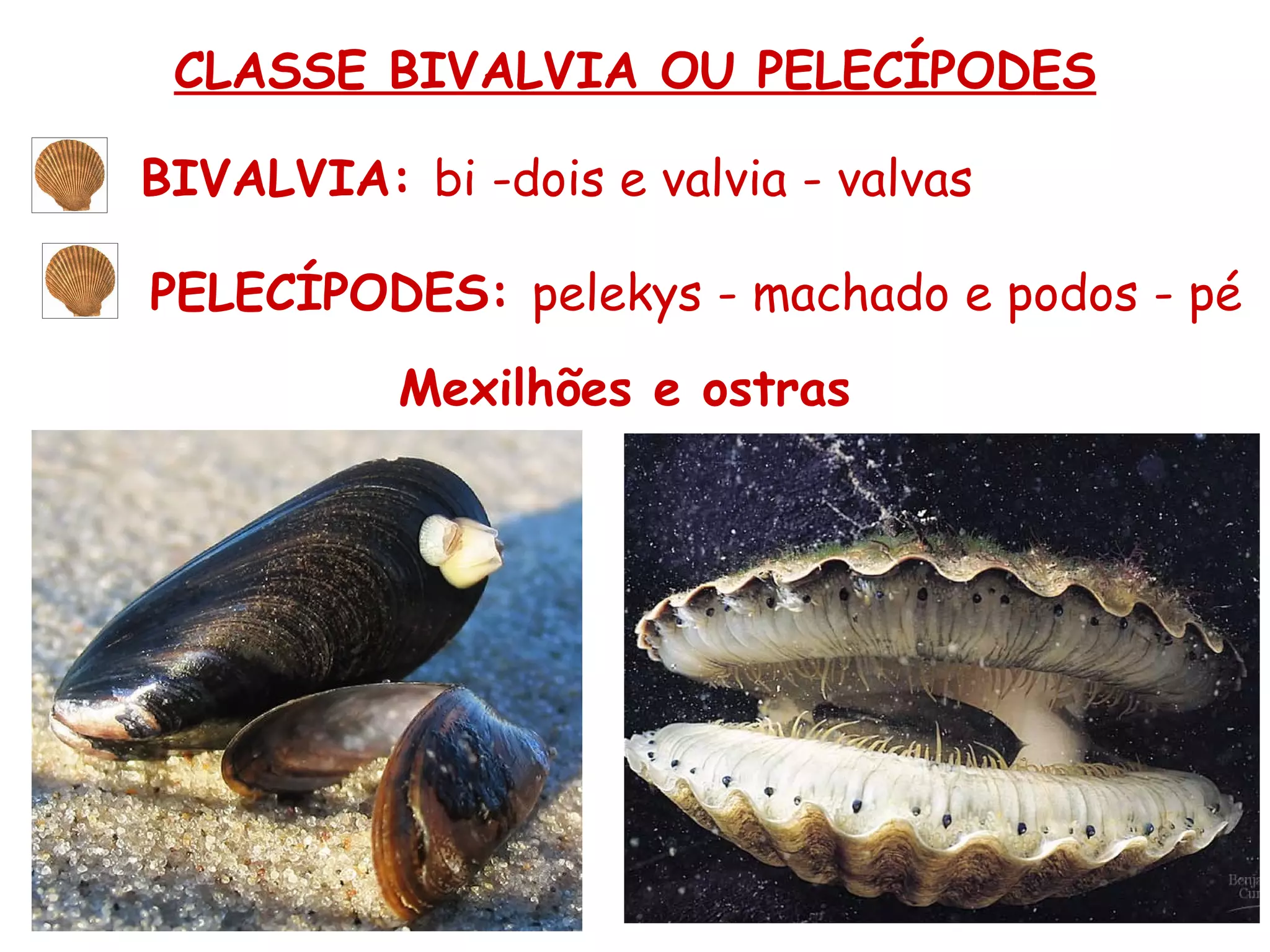CLASSE BIVALVIA OU PELECÍPODES BIVALVIA:  bi -dois e valvia - valvas PELECÍPODES:  pelekys - machado e podos - pé Mexilhões e ostras 
