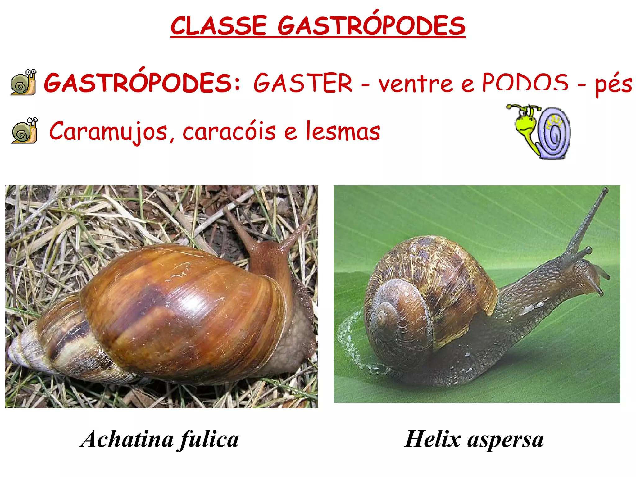 CLASSE GASTRÓPODES GASTRÓPODES:  GASTER - ventre e PODOS - pés Caramujos, caracóis e lesmas  Achatina fulica Helix aspersa 