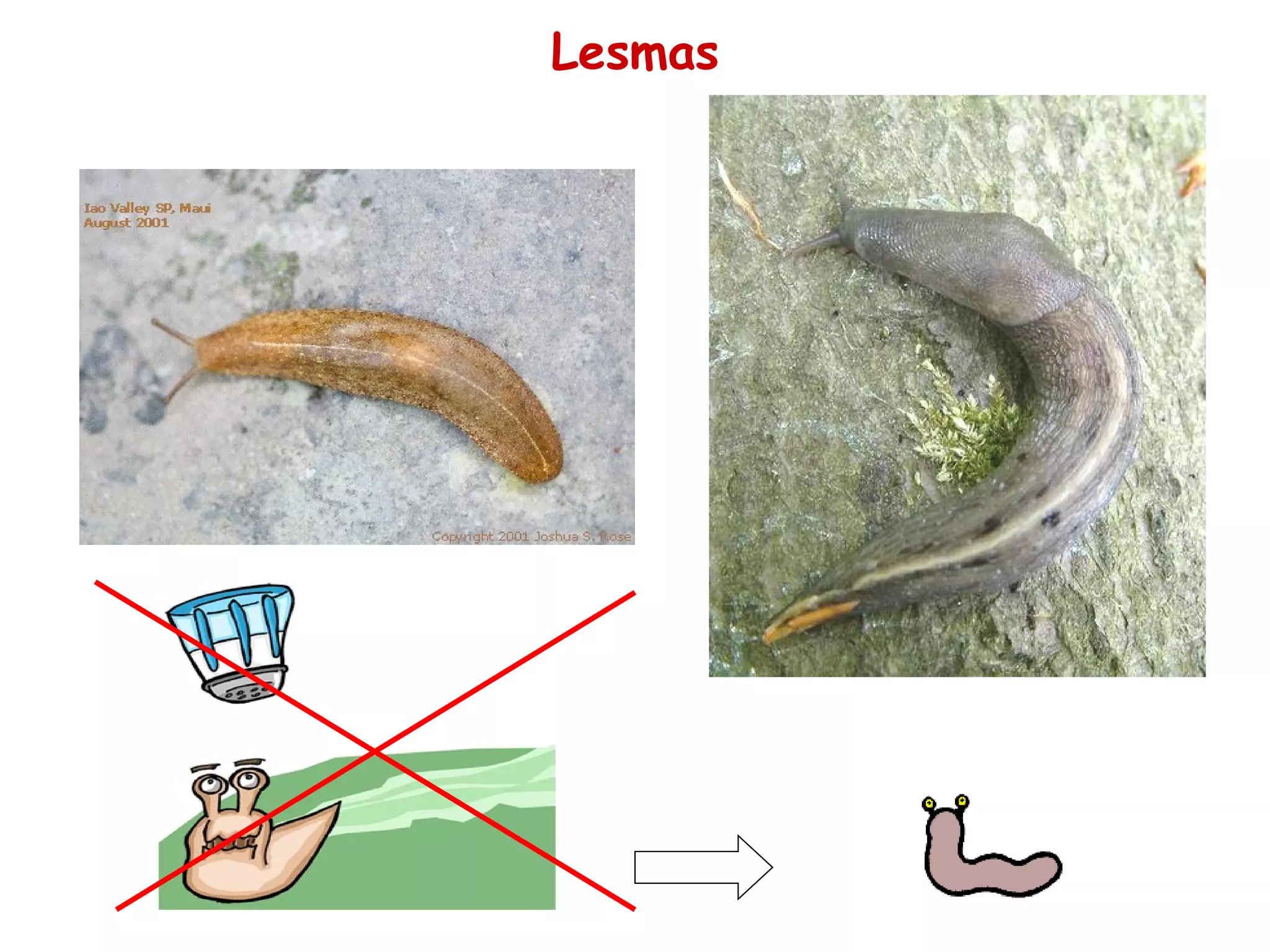 Lesmas 