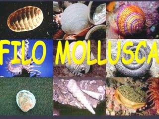 FILO MOLLUSCA 