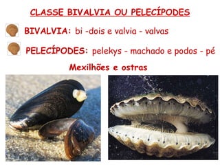 CLASSE BIVALVIA OU PELECÍPODES BIVALVIA: bi -dois e valvia - valvas PELECÍPODES: pelekys - machado e podos - pé Mexilhões e ostras