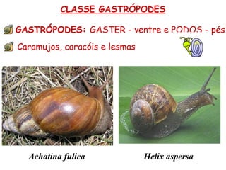 CLASSE GASTRÓPODES GASTRÓPODES: GASTER - ventre e PODOS - pés Caramujos, caracóis e lesmas Achatina fulica Helix aspersa