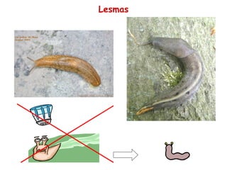Lesmas