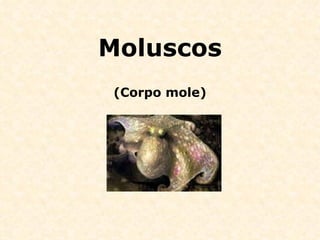 Moluscos (Corpo mole) 
