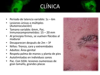 CLÍNICA
• Periodo de latencia variable: 1s – 6m
• Lesiones únicas o múltiples
(Autoinoculación)
• Tamano variable: 6mm, Pac.
Inmunocomprometidos: 15 – 20 mm
• Al principio firmes, se vuelven flácidas al
madurar
• Desaparecen después de 2m – 3ª
• Niños: Tronco, cara y extremidades
• Adultos: Área genital
• Respeta palma de manos y planta de pies
• Autolimitadas en individuos sanos
• Pac. Con SIDA: lesiones numerosas de
gran tamaño, grandes placas
 