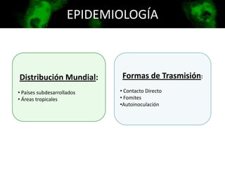 EPIDEMIOLOGÍA
Distribución Mundial:
• Países subdesarrollados
• Áreas tropicales
Formas de Trasmisión:
• Contacto Directo
• Fomites
•Autoinoculación
 