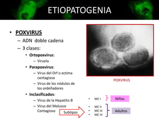 ETIOPATOGENIA
• POXVIRUS
– ADN doble cadena
– 3 clases:
• Ortopoxvirus:
– Viruela
• Parapoxvirus:
– Virus del Orf o ectima
contagioso
– Virus de los nódulos de
los ordeñadores
• Inclasificados:
– Virus de la Hepatitis B
– Virus del Molusco
Contagioso
POXVIRUS
• MC I
• MC II
• MC III
• MC IV
Subtipos
Niños
Adultos
 