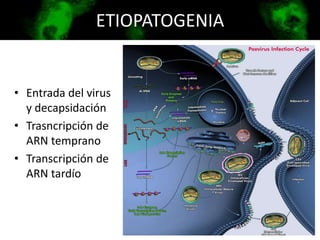 ETIOPATOGENIA
• Entrada del virus
y decapsidación
• Trasncripción de
ARN temprano
• Transcripción de
ARN tardío
 