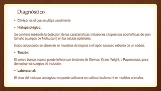 Diagnóstico
• Clínico: es el que se utiliza usualmente
• Histopatológico:
Se confirma mediante la detección de las características inclusiones citoplasmas eosinofílicas de gran
tamaño (cuerpos de Molluscum) en las células epiteliales.
Estos corpúsculos se observan en muestras de biopsia o el tapón caseoso extraído de un nódulo.
• Tinción:
El centro blanco espeso puede teñirse con tinciones de Giemsa, Gram, Wright, o Papanicolaou para
demostrar los cuerpos de inclusión.
• Laboratorial:
El virus del molusco contagioso no puede cultivarse en cultivos tisulares ni en modelos animales.
 