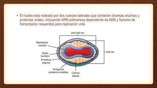 • El núcleo esta rodeado por dos cuerpos laterales que contienen diversas enzimas y
proteínas virales, incluyendo ARN polimerasa dependiente de ADN y factores de
transcripción requeridos para replicación viral.
 