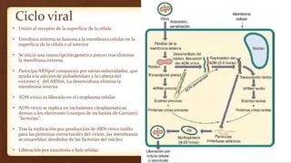 Ciclo viral
• Unión al receptor de la superficie de la célula
• Envoltura externa se fusiona a la membrana celular en la
superficie de la célula o al interior
• Se inicia una transcripción genética precoz tras eliminar
la membrana externa.
• Participa ARNpol compuesta por varias subunidades, que
ayuda a la adición de poliadenilato y la cabeza del
extremo 5´ del ARNm. La desenvoltasa elimina la
membrana interna.
• ADN vírico es liberado en el citoplasma celular.
• ADN vírico se replica en inclusiones citoplasmáticas
densas a los electrones (cuerpos de inclusión de Garnieri)
‘’factorías’’.
• Tras la replicación por producción de ARN vírico tardío
para las proteínas estructurales del virión, las membranas
se ensamblan alrededor de las factorías del núcleo.
• Liberación por exocitosis o lisis celular.
 