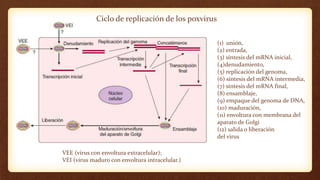 Ciclo de replicación de los poxvirus
(1) unión,
(2) entrada,
(3) síntesis del mRNA inicial,
(4)denudamiento,
(5) replicación del genoma,
(6) síntesis del mRNA intermedia,
(7) síntesis del mRNA final,
(8) ensamblaje,
(9) empaque del genoma de DNA,
(10) maduración,
(11) envoltura con membrana del
aparato de Golgi
(12) salida o liberación
del virus
VEE (virus con envoltura extracelular);
VEI (virus maduro con envoltura intracelular.)
 