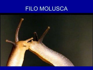 FILO MOLUSCA 