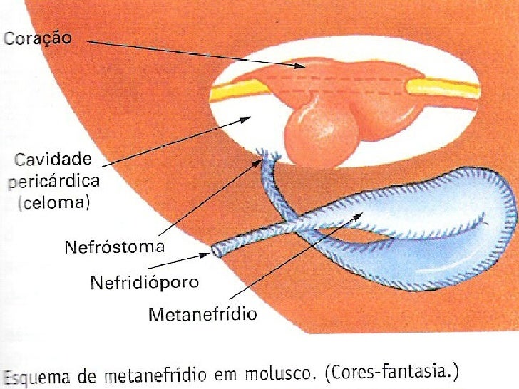 Características dos Moluscos