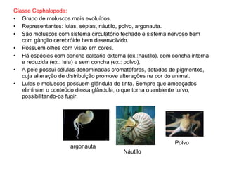 Classe Cephalopoda:   Grupo de moluscos mais evoluídos. Representantes: lulas, sépias, náutilo, polvo, argonauta. São moluscos com sistema circulatório fechado e sistema nervoso bem com gânglio cerebróide bem desenvolvido. Possuem olhos com visão em cores. Há espécies com concha calcária externa (ex.:náutilo), com concha interna e reduzida (ex.: lula) e sem concha (ex.: polvo). A pele possui células denominadas cromatóforos, dotadas de pigmentos, cuja alteração de distribuição promove alterações na cor do animal. Lulas e moluscos possuem glândula de tinta. Sempre que ameaçados eliminam o conteúdo dessa glândula, o que torna o ambiente turvo, possibilitando-os fugir. Náutilo Polvo argonauta 