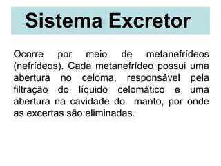 Sistema Excretor   Ocorre por meio de metanefrídeos (nefrídeos). Cada metanefrídeo possui uma abertura no celoma, responsável pela filtração do líquido celomático e uma abertura na cavidade do  manto, por onde as excertas são eliminadas. 