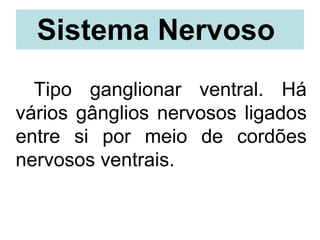 Sistema Nervoso  Tipo ganglionar ventral. Há vários gânglios nervosos ligados entre si por meio de cordões nervosos ventrais. 