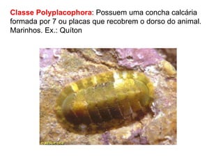Classe Polyplacophora : Possuem uma concha calcária formada por 7 ou placas que recobrem o dorso do animal. Marinhos. Ex.: Quíton 