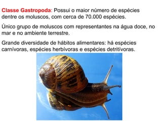 Classe Gastropoda :  Possui o maior número de espécies dentre os moluscos, com cerca de 70.000 espécies. Único grupo de moluscos com representantes na água doce, no mar e no ambiente terrestre. Grande diversidade de hábitos alimentares: há espécies carnívoras, espécies herbívoras e espécies detritívoras. 