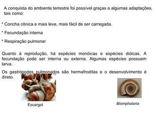 A conquista do ambiente terrestre foi possível graças a algumas adaptações, tais como: * Concha cônica e mais leve, mais fácil de ser carregada. * Fecundação interna * Respiração pulmonar Quanto à reprodução, há espécies monóicas e espécies dióicas. A fecundação pode ser interna ou externa. Algumas espécies possuem larva. Os gastrópodes pulmonados são hermafroditas e o desenvolvimento é direto. Biomphalaria Escargot  