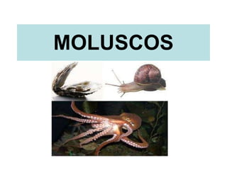 MOLUSCOS 
