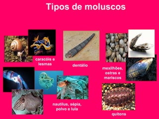 caracóis e lesmas nautilus, sépia, polvo e lula quítons mexilhões, ostras e mariscos dentálio Tipos de moluscos   