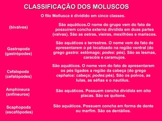 CLASSIFICAÇÃO DOS MOLUSCOS (bivalves) O filo Mollusca é dividido em cinco classes.   São aquáticos.O nome do grupo vem do fato de possuírem concha externa dividida em duas partes (valvas). São as ostras, vieiras, mexilhões e mariscos. Gastropoda (gastrópodes) São aquáticos e terrestres. O nome vem do fato de apresentarem o pé localizado na região ventral (do grego  gastro : estômago;  podes : pés). São as lesmas, caracóis e caramujos. Cefalopoda  (cefalópodes) São aquáticos. O nome vem do fato de apresentarem os pés ligados a região da cabeça (do grego  cephalos : cabeça;  podes :pés). São os polvos, as lulas, as séfias e o nautilus.  Amphineura (anfineuros) São aquáticos. Possuem concha dividida em oito placas. São os quítons. Scaphopoda  (escafópodes) São aquáticos. Possuem concha em forma de dente ou marfim. São os dentálios. 