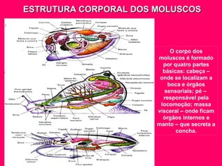 ESTRUTURA CORPORAL DOS MOLUSCOS O corpo dos moluscos é formado por quatro partes básicas: cabeça – onde se localizam a boca e órgãos sensoriais; pé –  responsável pela locomoção; massa visceral – onde ficam órgãos internos e manto – que secreta a concha. 