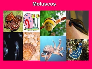 Moluscos 