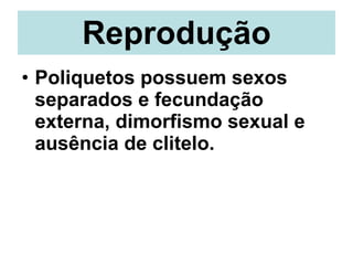 Reprodução Poliquetos possuem sexos separados e fecundação externa, dimorfismo sexual e ausência de clitelo.  