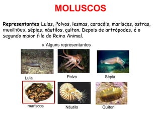 MOLUSCOS Alguns representantes Representantes :  Lulas, Polvos, lesmas, caracóis, mariscos, ostras,  mexilhões , sépias, náutilos, quíton. Depois de artrópodes, é o segundo maior filo do Reino Animal. Lula Polvo Sépia mariscos Náutilo Quíton 