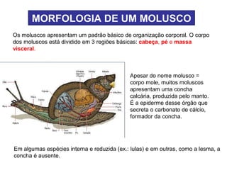 MORFOLOGIA   DE UM MOLUSCO Os moluscos apresentam um padrão básico de organização corporal. O corpo dos moluscos está dividido em 3 regiões básicas:  cabeça ,  pé  e  massa visceral . Apesar do nome molusco = corpo mole, muitos moluscos apresentam uma concha calcária, produzida pelo manto. É a epiderme desse órgão que secreta o carbonato de cálcio, formador da concha. Em algumas espécies interna e reduzida (ex.: lulas) e em outras, como a lesma, a concha é ausente. 