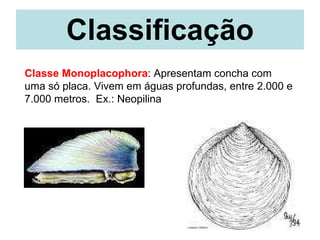 Classificação Classe   Monoplacophora : Apresentam concha com uma só placa. Vivem em águas profundas, entre 2.000 e 7.000 metros.  Ex.: Neopilina 