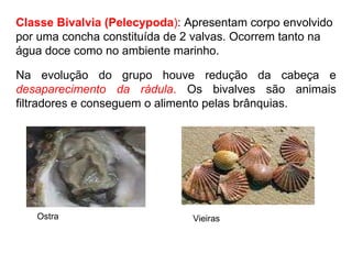 Classe Bivalvia (Pelecypoda ) : Apresentam corpo envolvido por uma concha constituída de 2 valvas. Ocorrem tanto na água doce como no ambiente marinho. Na evolução do grupo houve redução da cabeça e  desaparecimento da rádula .  Os bivalves são animais filtradores e conseguem o alimento pelas brânquias. Ostra  Vieiras  