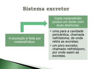 Cada metanefrídio
                          possui um ducto com
                            duas aberturas:
                         • uma para a cavidade
                           pericárdica, chamada
A excreção é feita por     nefróstoma, de onde
   metanefrídios.          retira as excretas;
                         • um poro excretor,
                           chamado nefridióporo,
                           por onde saem as
                           excretas.
 