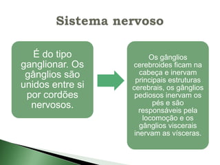 É do tipo            Os gânglios
ganglionar. Os    cerebroides ficam na
 gânglios são        cabeça e inervam
                    principais estruturas
unidos entre si   cerebrais, os gânglios
 por cordões       pediosos inervam os
  nervosos.               pés e são
                     responsáveis pela
                      locomoção e os
                     gânglios viscerais
                   inervam as vísceras.
 
