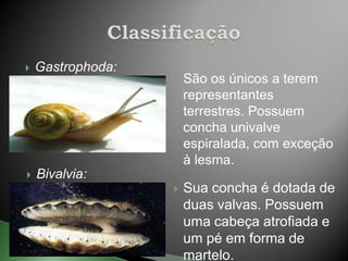    Gastrophoda:
                      São os únicos a terem
                       representantes
                       terrestres. Possuem
                       concha univalve
                       espiralada, com exceção
                       à lesma.
   Bivalvia:
                      Sua concha é dotada de
                       duas valvas. Possuem
                       uma cabeça atrofiada e
                       um pé em forma de
                       martelo.
 