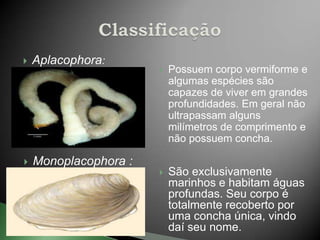    Aplacophora:
                          Possuem corpo vermiforme e
                           algumas espécies são
                           capazes de viver em grandes
                           profundidades. Em geral não
                           ultrapassam alguns
                           milímetros de comprimento e
                           não possuem concha.

   Monoplacophora :
                          São exclusivamente
                           marinhos e habitam águas
                           profundas. Seu corpo é
                           totalmente recoberto por
                           uma concha única, vindo
                           daí seu nome.
 