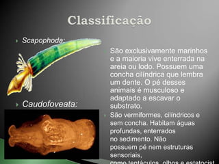   Scapophoda:
                       São exclusivamente marinhos
                        e a maioria vive enterrada na
                        areia ou lodo. Possuem uma
                        concha cilíndrica que lembra
                        um dente. O pé desses
                        animais é musculoso e
                        adaptado a escavar o
   Caudofoveata:       substrato.
                       São vermiformes, cilíndricos e
                        sem concha. Habitam águas
                        profundas, enterrados
                        no sedimento. Não
                        possuem pé nem estruturas
                        sensoriais,
 