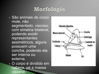    São animais de corpo
    mole, não
    segmentado, viscoso,
    com simetria bilateral,
    podendo existir
    representantes
    assimétricos, alguns
    possuem uma
    concha, podendo ela
    ser interna ou
    externa.
   O corpo é dividido em
    cabeça, pé e massa
    visceral.
 