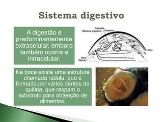 A digestão é
predominantemente
extracelular, embora
 também ocorra a
     intracelular.

Na boca existe uma estrutura
   chamada rádula, que é
formada por vários dentes de
    quitina, que raspam o
 substrato para obtenção de
          alimentos.
 