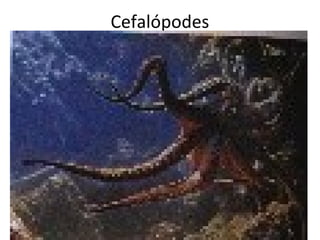Cefalópodes
 
