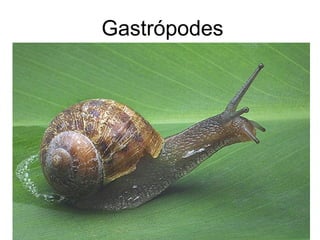 Gastrópodes
 