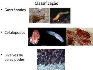 Classificação
• Gastrópodes




• Cefalópodes




• Bivalves ou
  pelecípodes
 