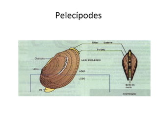 Pelecípodes
 
