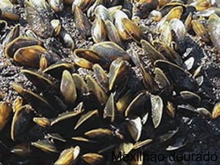 Mexilhão dourado
 