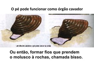 O pé pode funcionar como órgão cavador




Ou então, formar fios que prendem
o molusco à rochas, chamada bisso.
 