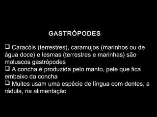 GASTRÓPODES

 Caracóis (terrestres), caramujos (marinhos ou de
água doce) e lesmas (terrestres e marinhas) são
moluscos gastrópodes
 A concha é produzida pelo manto, pele que fica
embaixo da concha
 Muitos usam uma espécie de língua com dentes, a
rádula, na alimentação
 