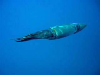Moluscos