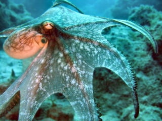 Moluscos